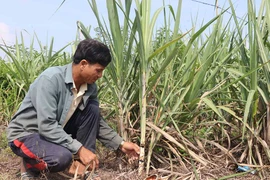 Vụ mía 2019-2020: Khu vực phía Đông tỉnh Gia Lai trước nguy cơ thất thu