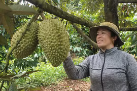 Chư Pah: Đa dạng hóa hình thức hỗ trợ nông dân