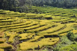 Ấn tượng ruộng bậc thang ở Chư Sê