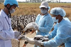 Khẩn cấp ngăn chặn dịch cúm A/H5N6 lan rộng