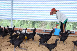Tây Ninh: Nuôi loài gà lạ "đen quá trời đen", 2 nông dân này bất ngờ lời lớn, mỗi tháng đút túi 80 triệu