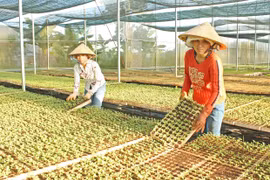 Liên minh Hợp tác xã tỉnh Gia Lai: Nòng cốt trong phát triển kinh tế tập thể