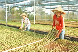 Liên minh Hợp tác xã tỉnh Gia Lai: Nòng cốt trong phát triển kinh tế tập thể
