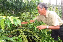 Giá càphê tăng khá, giá lúa gạo và tiêu ổn định ở mức cao