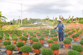 Làng hoa trăm tuổi ở Cần Thơ chuẩn bị hoa Tết Tân Sửu trong lo âu