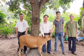 "Ngân hàng bò" Phú Thiện: Sinh kế cho người nghèo