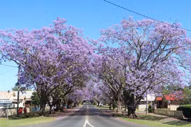 Australia: Rực rỡ mùa hoa phượng tím tại thị trấn Grafton