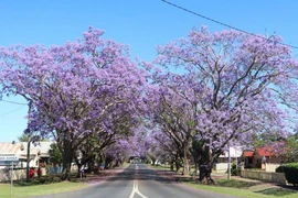 Australia: Rực rỡ mùa hoa phượng tím tại thị trấn Grafton