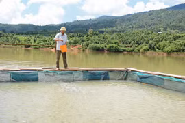 Triển vọng nuôi cá lồng ở Đak Krong