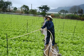 Mưa lớn, thủy điện xả lũ khiến 355 ha rau màu bị ngập úng