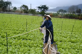 Mưa lớn, thủy điện xả lũ khiến 355 ha rau màu bị ngập úng