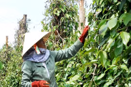 Giá hồ tiêu tăng, nông dân vẫn chưa có lãi