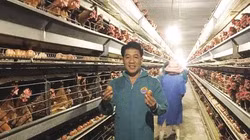 Nuôi gia cầm an toàn theo chuỗi, nông dân bớt rủi ro, tăng lợi nhuận