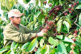 Mùa thu hoạch cà phê ở Gia Lai: Năng suất giảm, giá nhân công tăng cao
