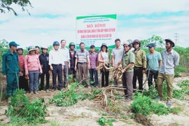 Ia Pa: Hội thảo mô hình quản lý tổng hợp phòng trừ bệnh khảm lá mì