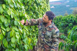 Giá tiêu đang trên đà tăng trở lại, giá tiêu cao nhất đang ở mức này