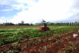 Nâng tầm đặc sản khoai lang Lệ Cần