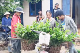 Gia Lai: Hơn 26 ngàn hộ gia đình nhận hỗ trợ khoán bảo vệ rừng