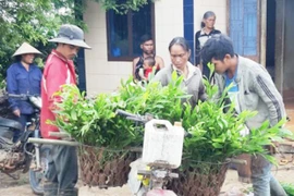 Gia Lai: Hơn 26 ngàn hộ gia đình nhận hỗ trợ khoán bảo vệ rừng