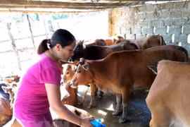 Ban hành kế hoạch thông tin phòng, chống bệnh Lở mồm long móng