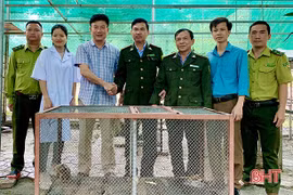 Hà Tĩnh: Người dân bắt được cá thể cu li nằm trong Sách đỏ thế giới