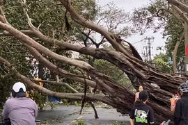 Cây xanh đô thị miền Trung và thiên tai cực đoan