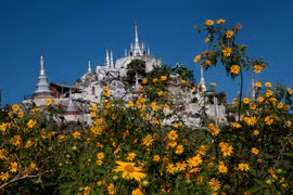 Ngắm hoa dã quỳ ở xứ Chùa vàng