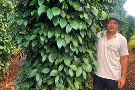 Thu hơn nửa tỷ đồng mỗi năm nhờ nuôi gà kết hợp trồng trọt