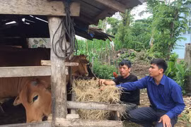 Giảm nghèo bền vững, nông thôn Cư M'gar đổi mới