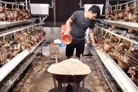 Đắk Nông: Hotboy nông dân nuôi gà gì mà mỗi tháng thu nhập 50 triệu đồng?