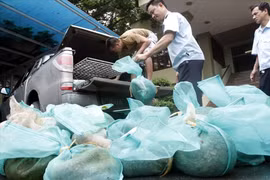 Công an Quảng Ninh bắt giữ xe chở 207 cá thể rùa