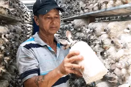 Trồng nấm sạch, lão nông ở Chư Sê thu lãi hơn 40 triệu đồng mỗi tháng