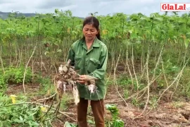 Nông dân Hà Tam thiệt hại nặng vì mì bị thối củ