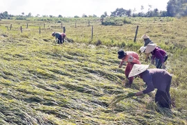 Gia Lai khẩn trương khôi phục sản xuất nông nghiệp sau bão