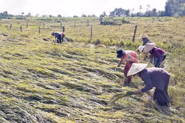 Gia Lai khẩn trương khôi phục sản xuất nông nghiệp sau bão