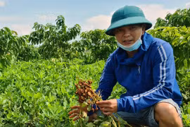 Liên kết trồng đậu phộng Thái: Hướng đi triển vọng