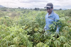 Vụ mì thất bát ở Krông Pa