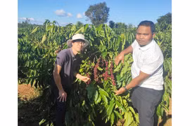 Đồng bào Bahnar ở Đak Đoa sản xuất cà phê theo tiêu chuẩn UTZ