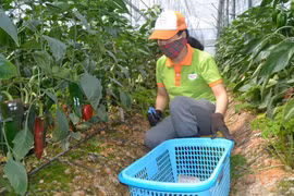 Lâm Đồng: Ớt Đà Lạt tăng giá kỷ lục, ớt to ớt nhỏ, ớt cay ớt ngọt giá cao bất ngờ, đây là nguyên nhân