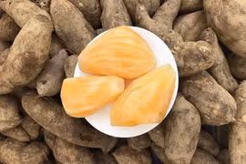 Củ sâm đất: Thực phẩm hỗ trợ một số bệnh lý