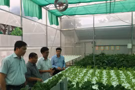 Nuôi vịt trên cát, trồng rau thủy canh nhổ lên ăn ngay được, nông dân tỉnh Khánh Hòa khá giả lên