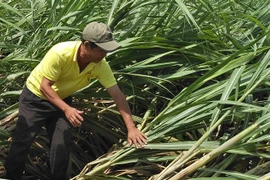 Nông dân trắng tay sau bão