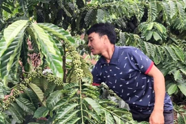 Tỷ phú làng Tơ Drăh