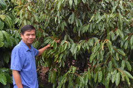 Hiệu quả mô hình nông hội ở Chư Sê