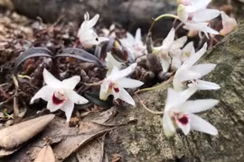 Tìm thấy giống lan Hoàng Thảo Thạch Hộc Tía chưa từng có, mũi và 5 cánh của hoa trắng như tuyết