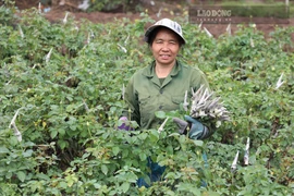 Nhộn nhịp làng hoa "Tây Tựu" trước ngày 20.11