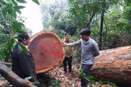 Ứng phó biến đổi khí hậu: Kiến nghị mở rộng quyền quản lý rừng cho các HTX