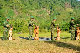 Quân khuyển biên phòng lên rừng, xuống biển