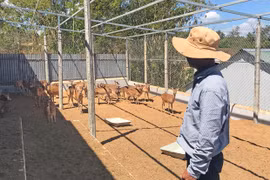 Gia Lai siết chặt quản lý chăn nuôi động vật hoang dã