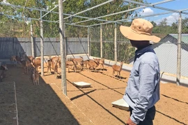Gia Lai siết chặt quản lý chăn nuôi động vật hoang dã